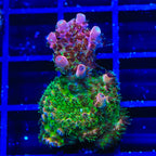 TSA Four Loko Acropora XL Frag Coral