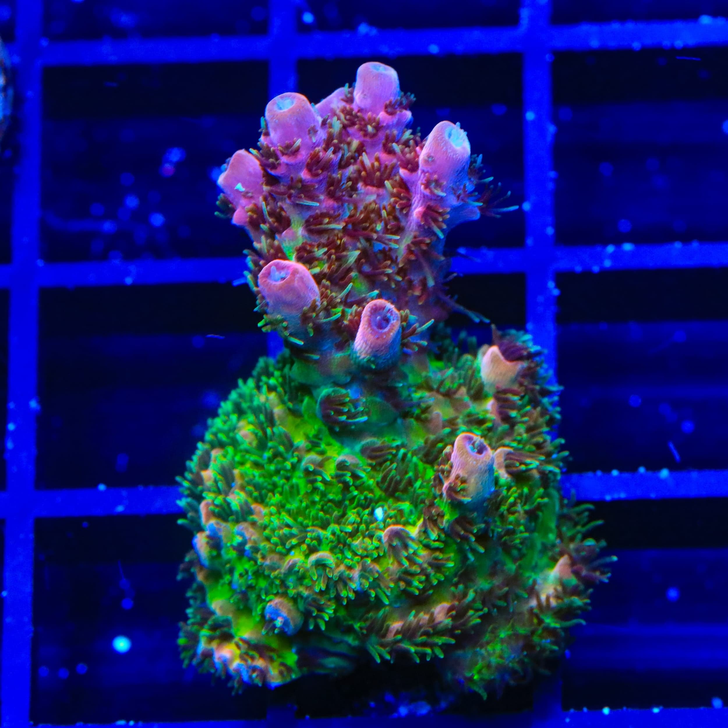 TSA Four Loko Acropora XL Frag Coral