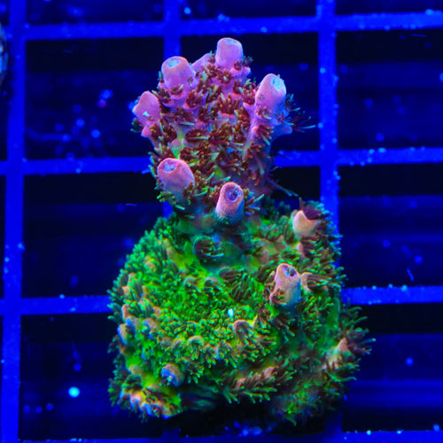 TSA Four Loko Acropora XL Frag Coral