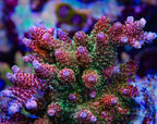 TSA Four Loko Acropora XL Frag Coral