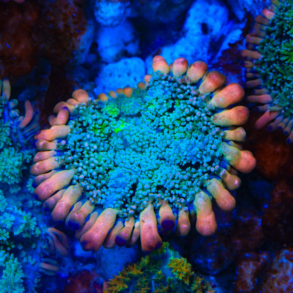 TSA Frankensteins Monster Mushroom Coral