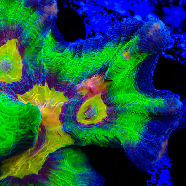 TSA Franks Holy Grail Pectinia Coral