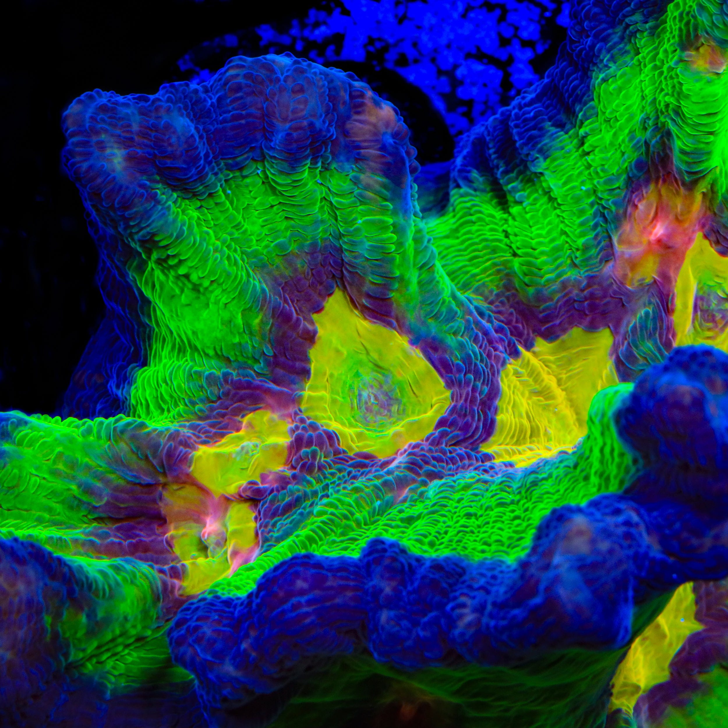 TSA Franks Holy Grail Pectinia Coral
