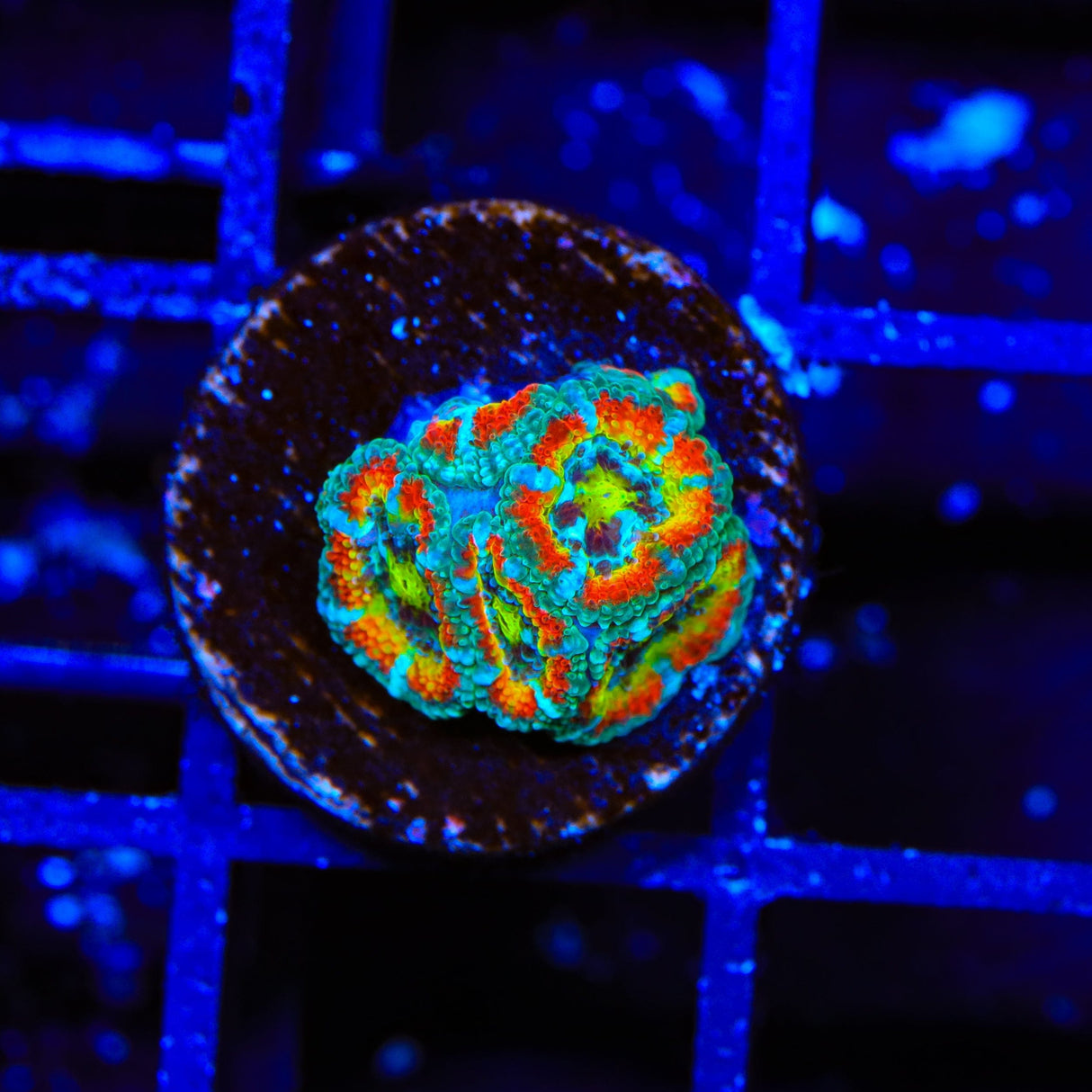 TSA Freak Show Micromussa Acan Coral