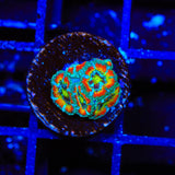 TSA Freak Show Micromussa Acan Coral