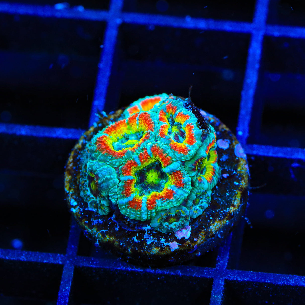 TSA Freak Show Micromussa Acan Coral