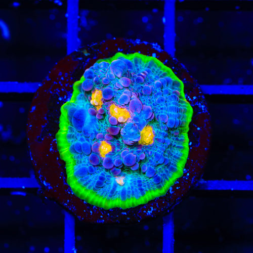 TSA Freaky Friday Chalice Coral