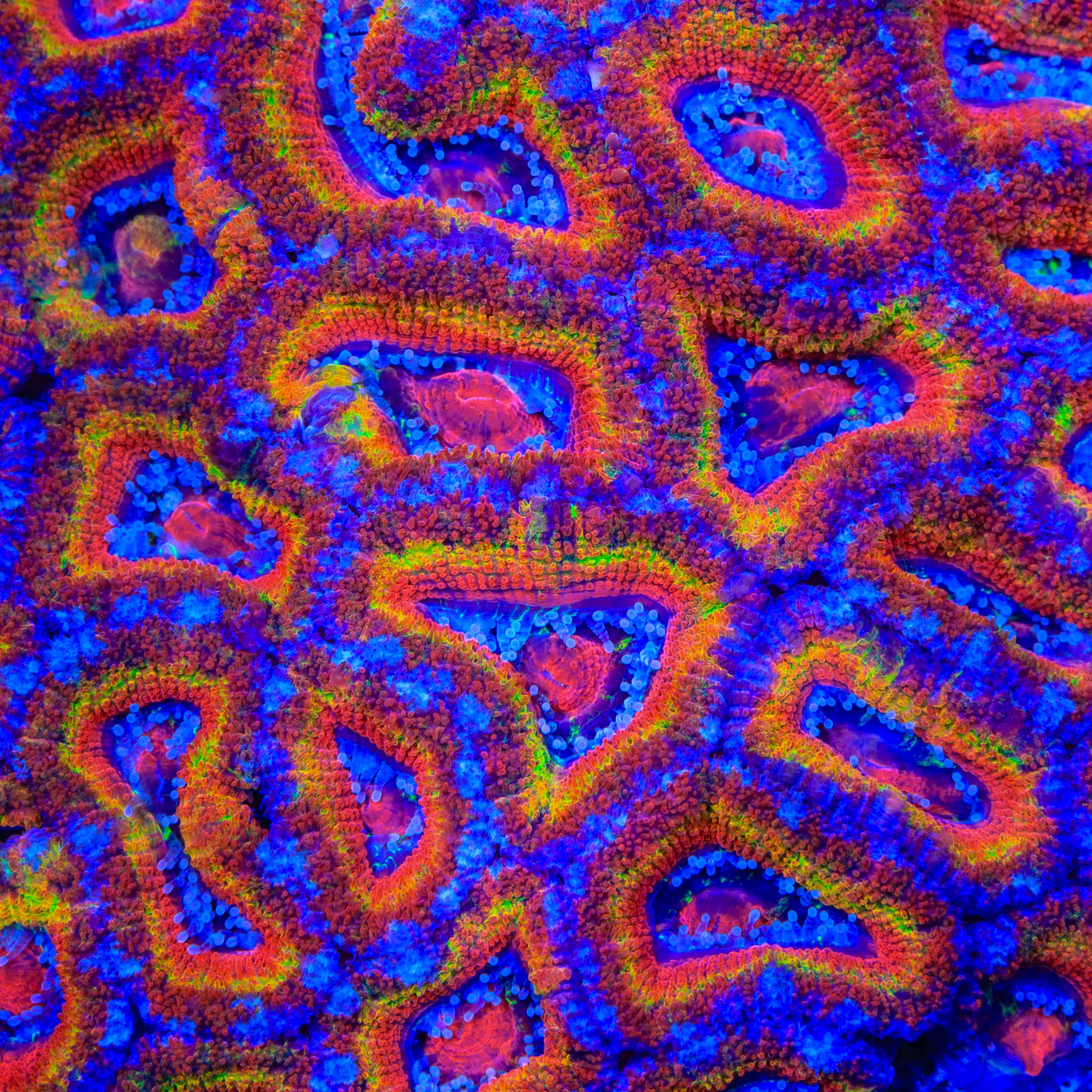 TSA Freefall Acan Coral