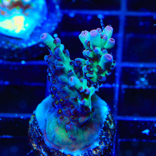 TSA Fresh Cake Acropora Coral