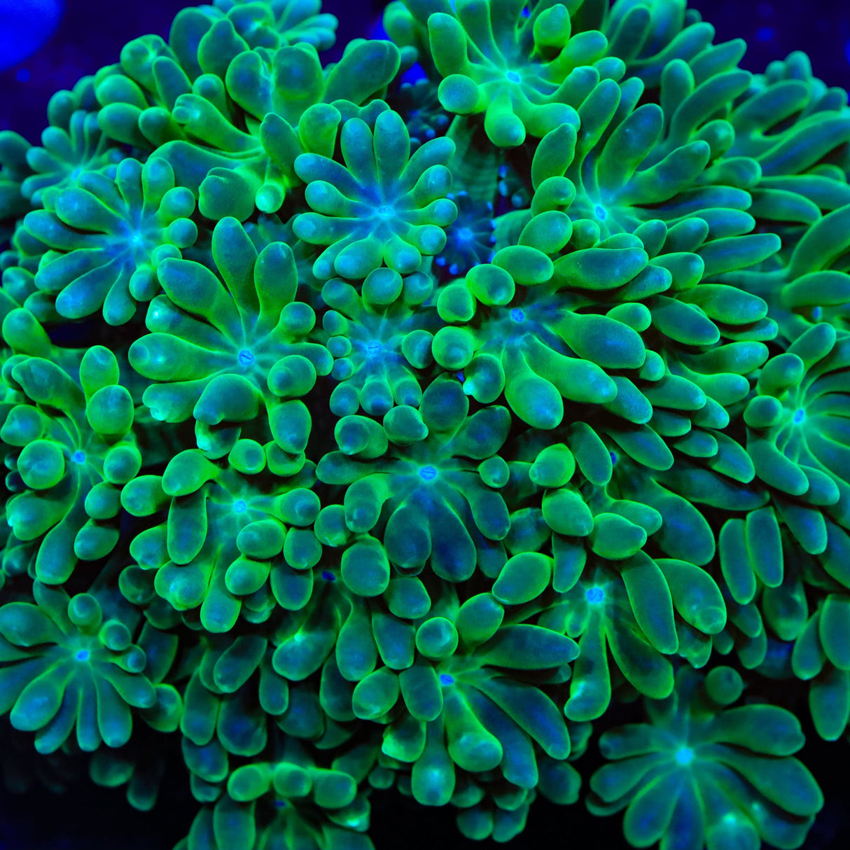 TSA Fresh Meadow Alveopora Coral