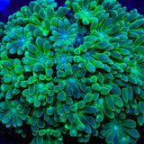 TSA Fresh Meadow Alveopora Coral