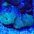 TSA Frostbite Mushroom Coral
