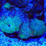 TSA Frostbite Mushroom Coral