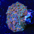 TSA Frosted Galaxy Bounce Mushroom Coral