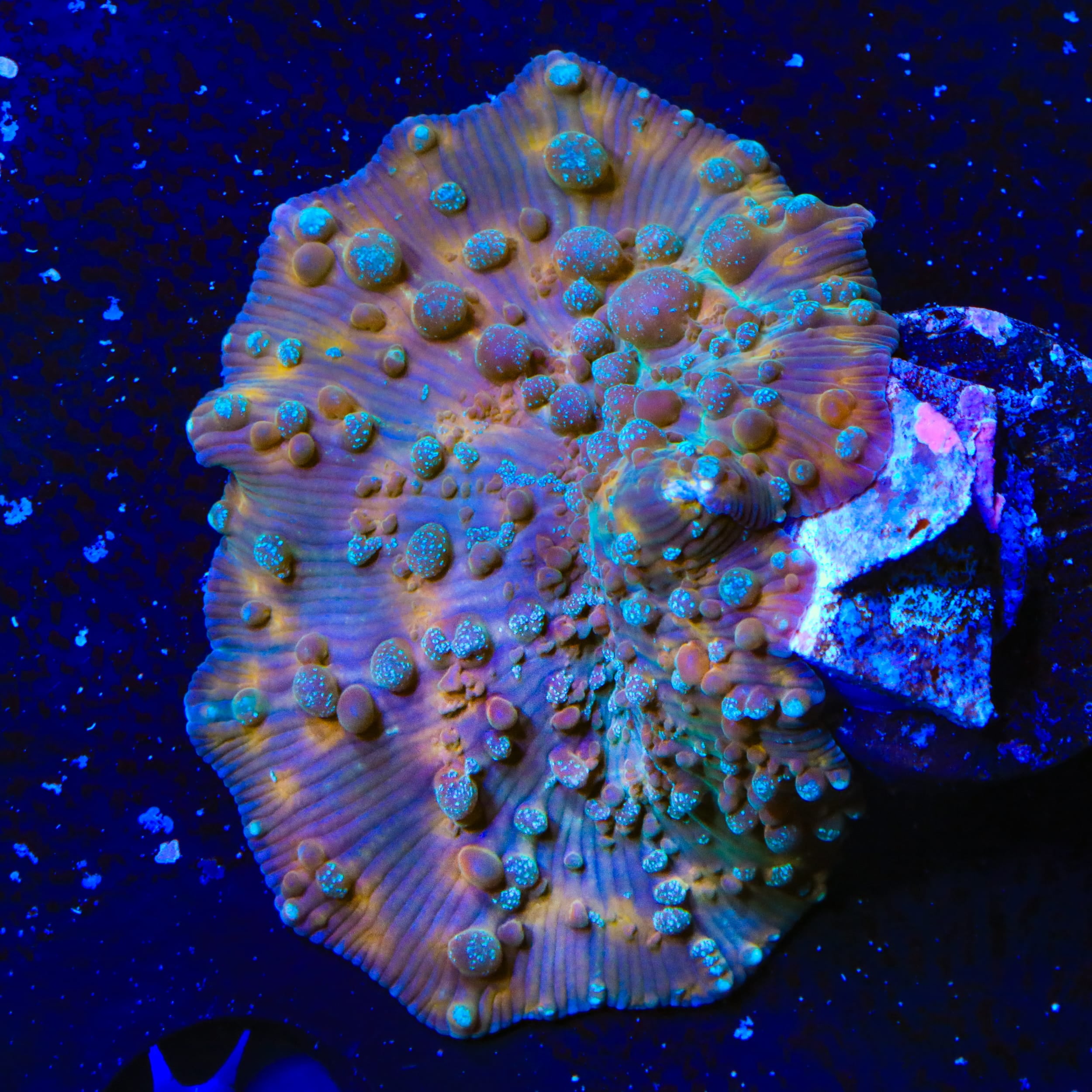 TSA Frosted Galaxy Bounce Mushroom Coral