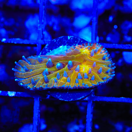 TSA Frosted Sun Aquacultured Plate Coral