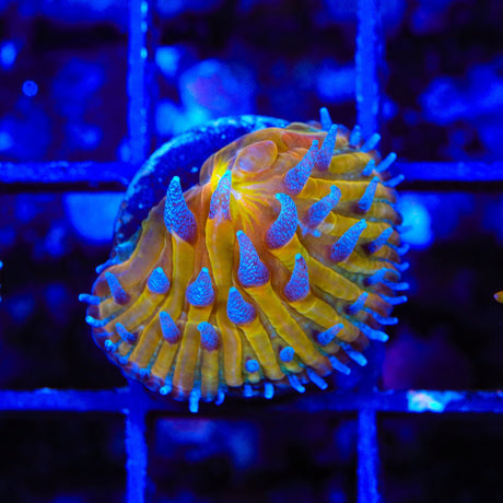 TSA Frosted Sun Aquacultured Plate Coral