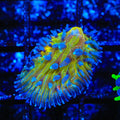 TSA Frosted Sun Aquacultured Plate Coral