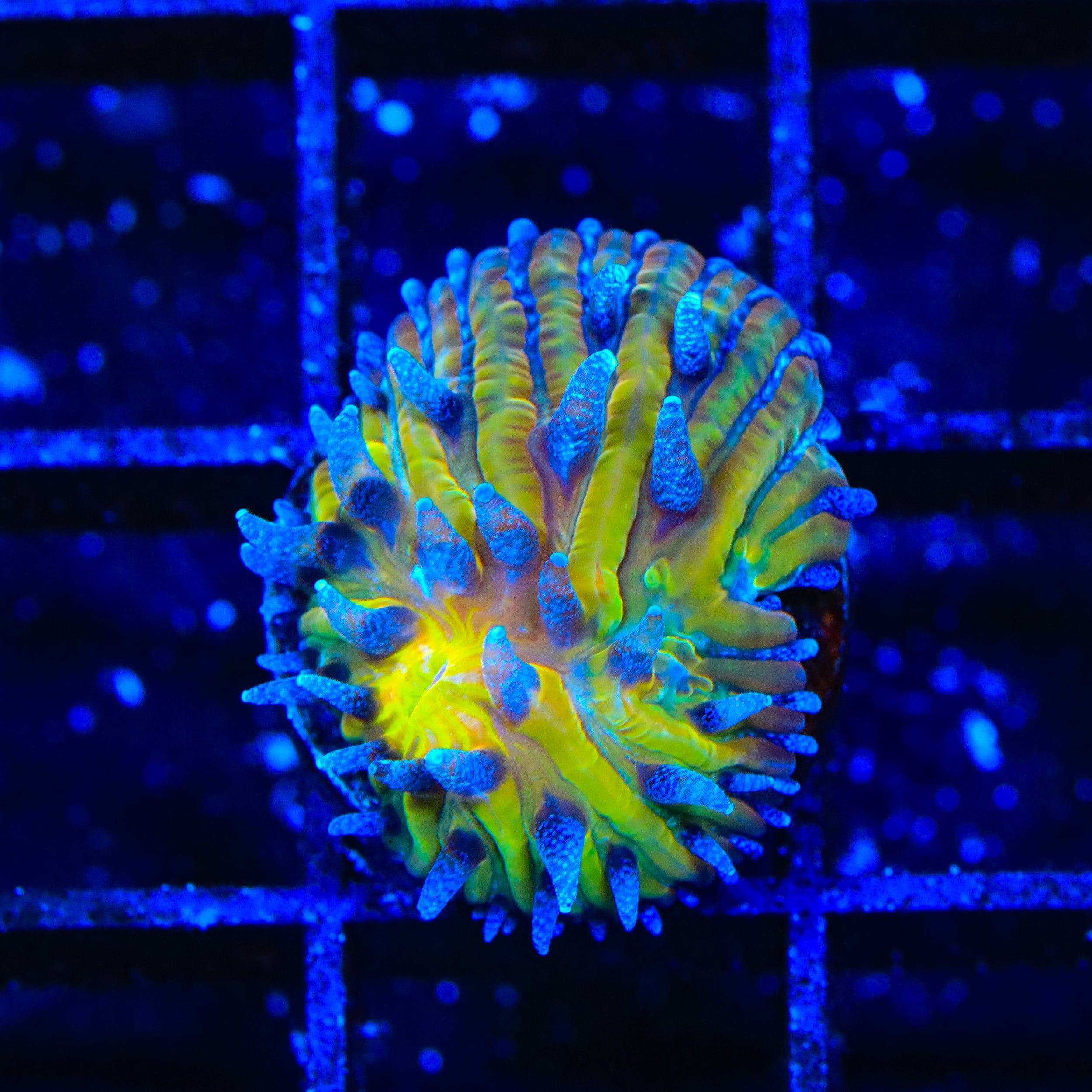 TSA Frosted Sun Aquacultured Plate Coral – Top Shelf Aquatics