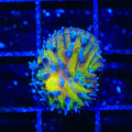 TSA Frosted Sun Aquacultured Plate Coral