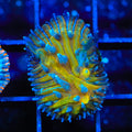 TSA Frosted Sun Aquacultured Plate Coral