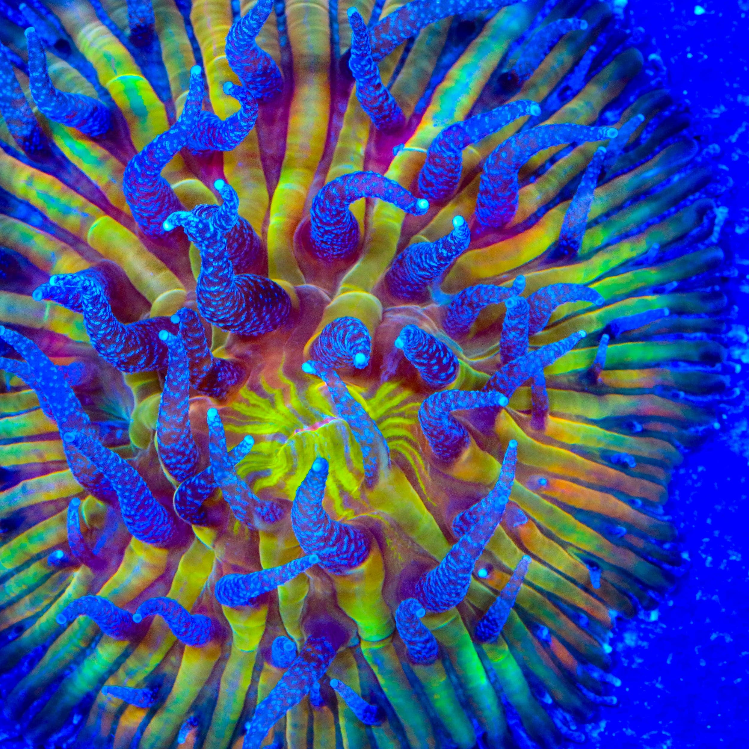 TSA Frosted Sun Aquacultured Plate Coral