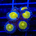 TSA Frozen Apple Zoanthids Coral