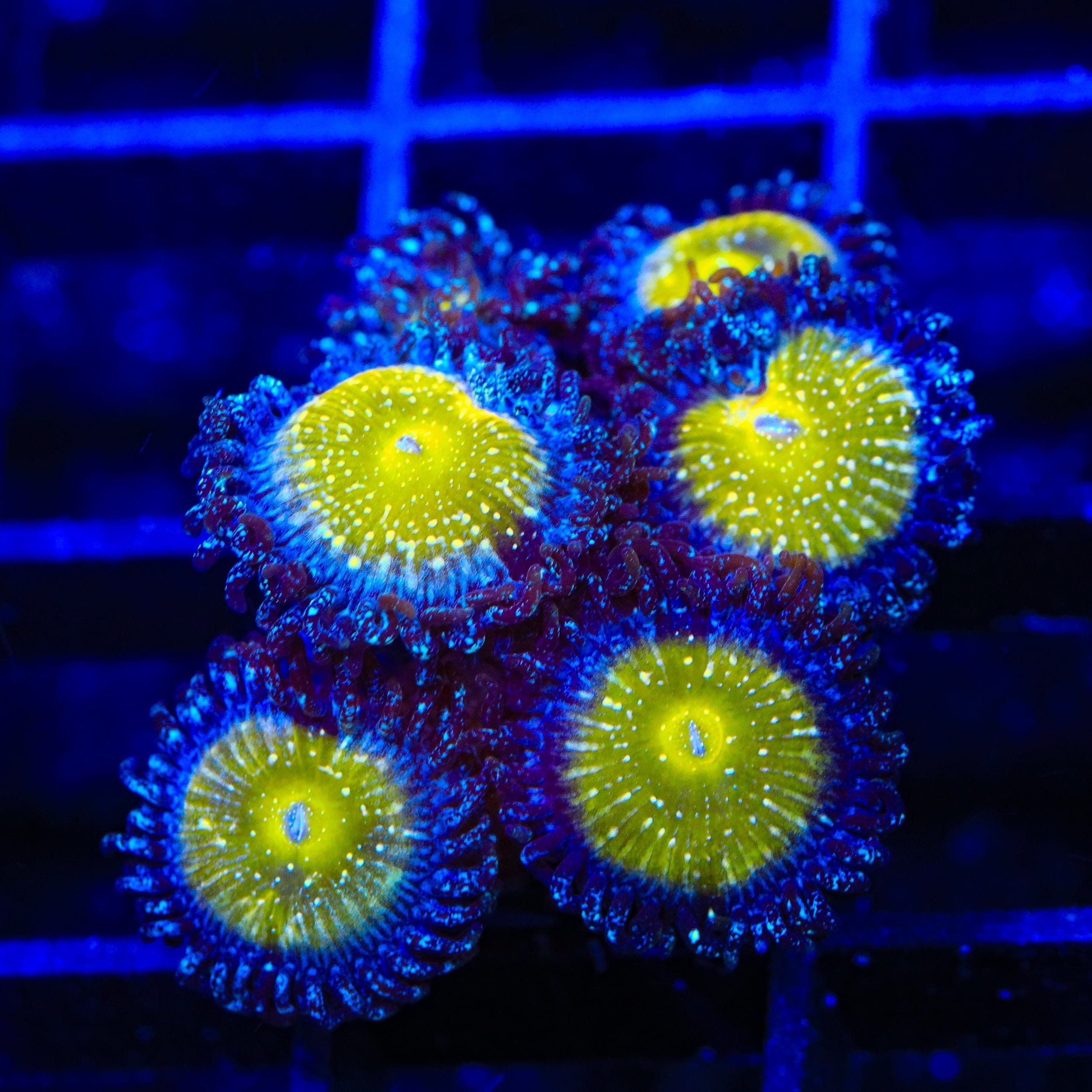 TSA Frozen Apple Zoanthids Coral
