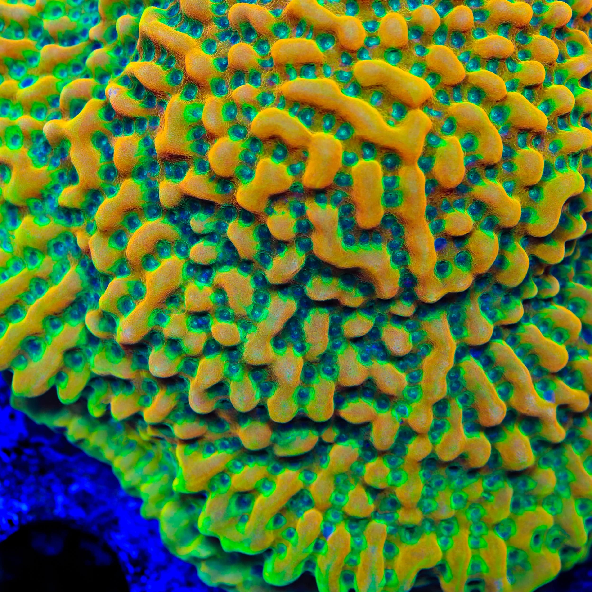 NEW RELEASE - TSA Frozen Citrus Montipora Coral – Top Shelf Aquatics