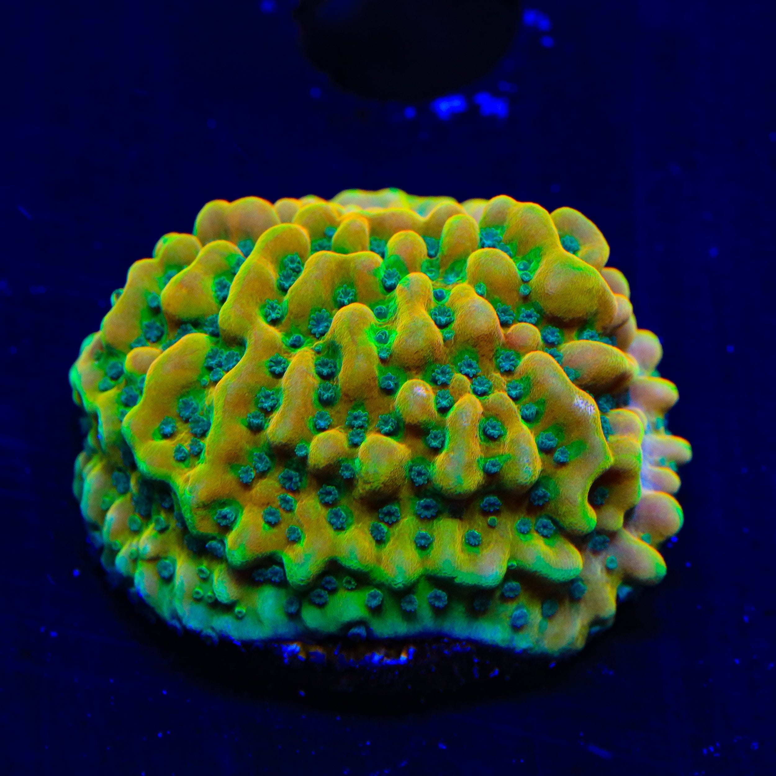 TSA Frozen Citrus Montipora Coral