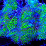 TSA Frozen Lime Mushroom Coral