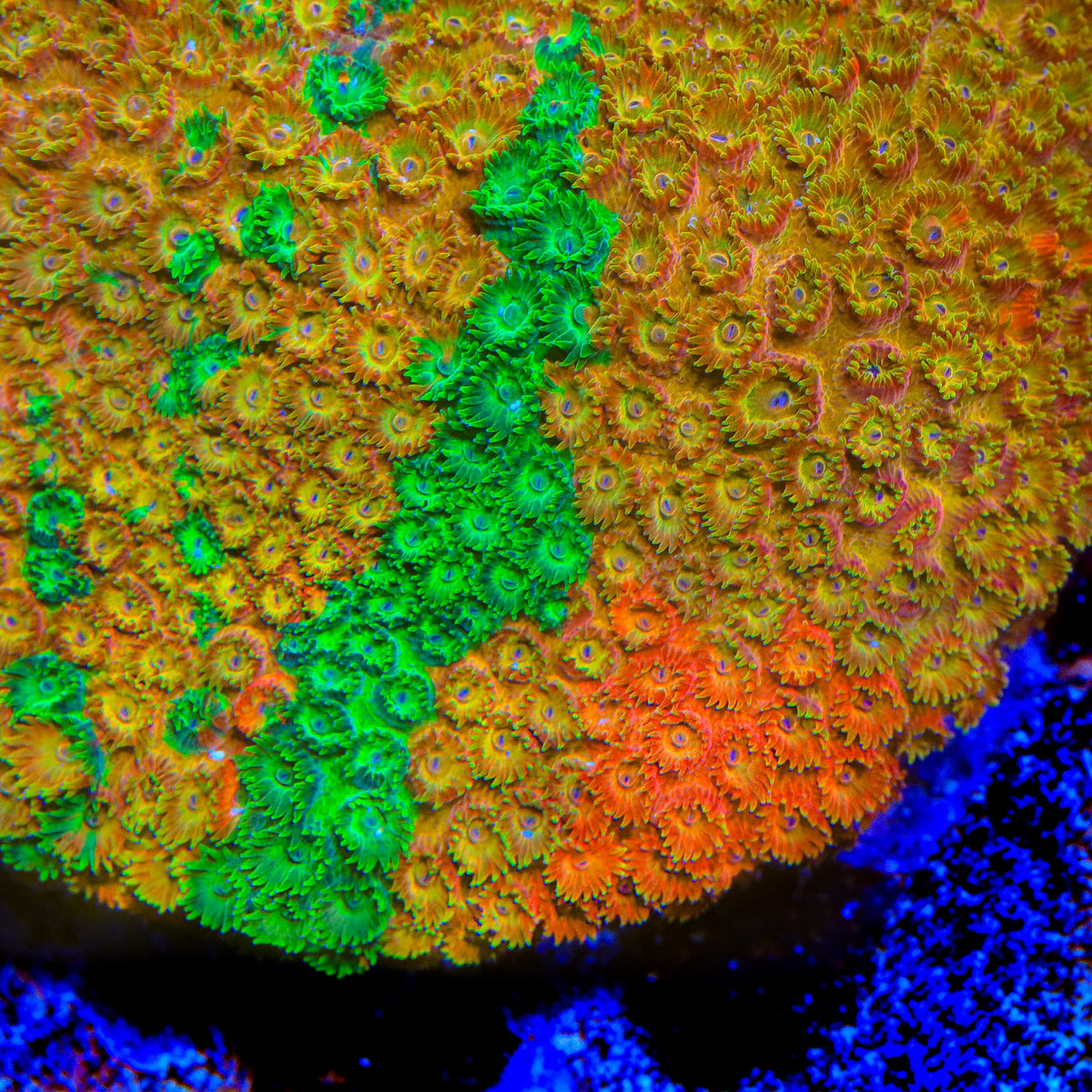 TSA Fruit Bowl Cyphastrea Coral