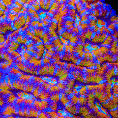 TSA Fruit Chew Acan Coral