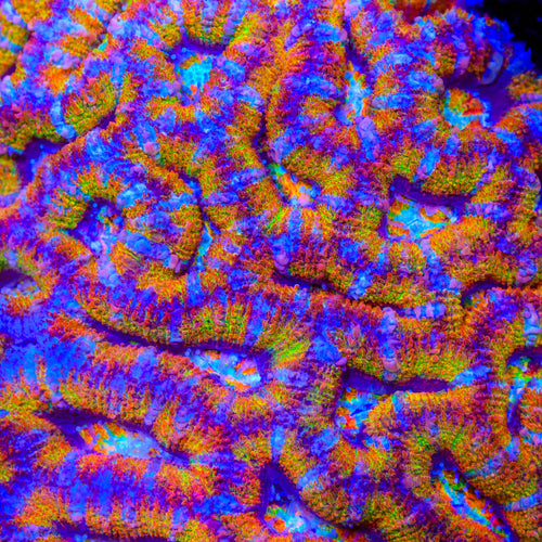 TSA Fruit Chew Acan Coral