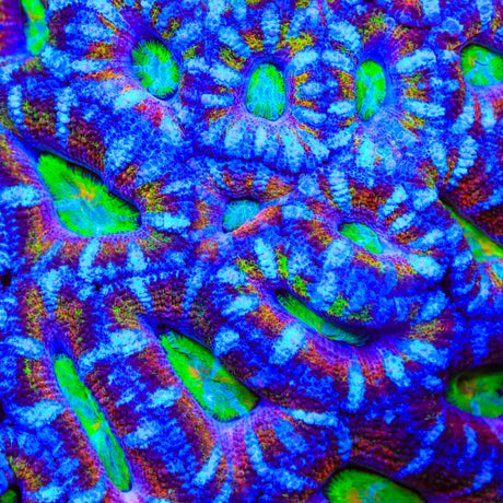 TSA Fruit Margarita Acan Coral