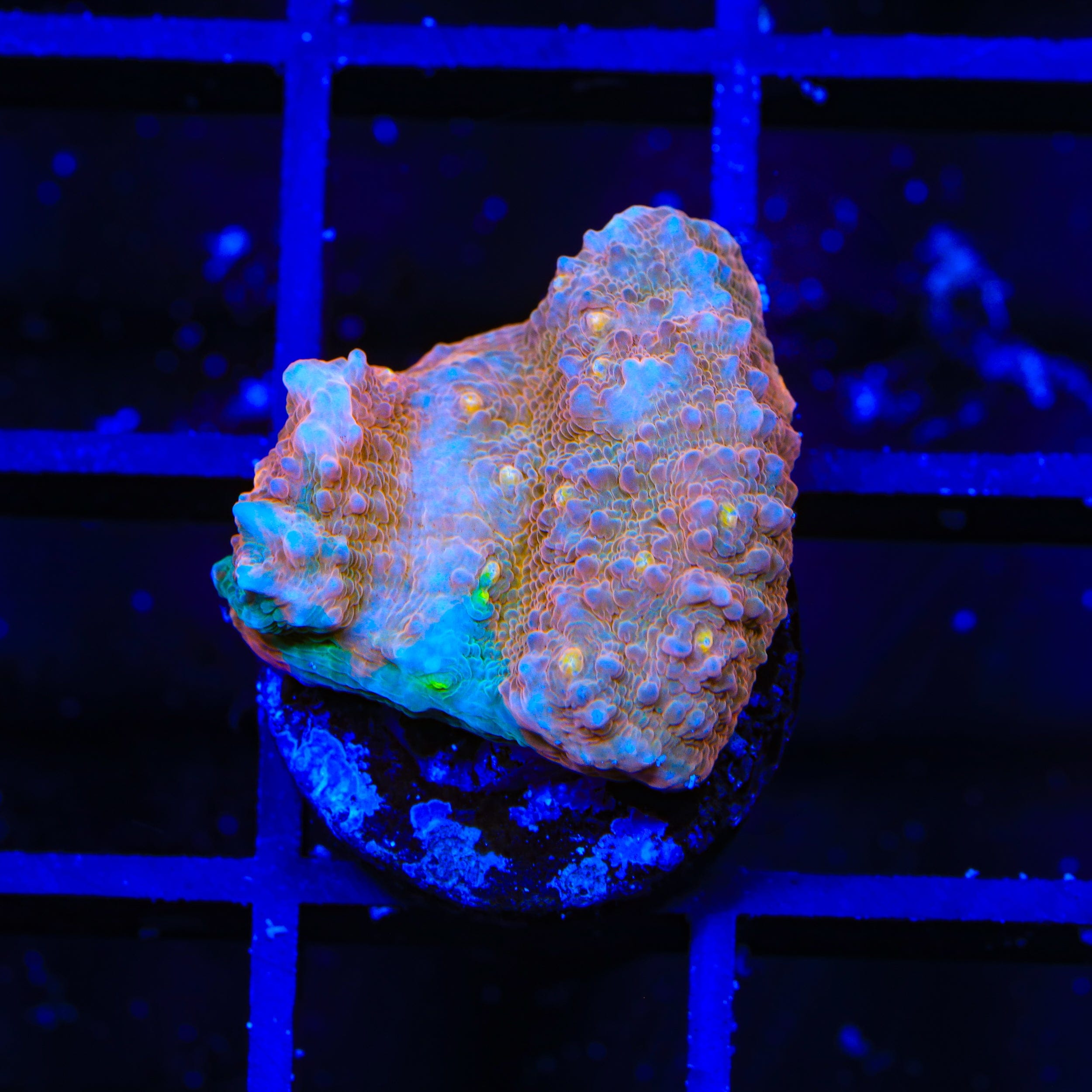 TSA Fruit Ninja Chalice Coral