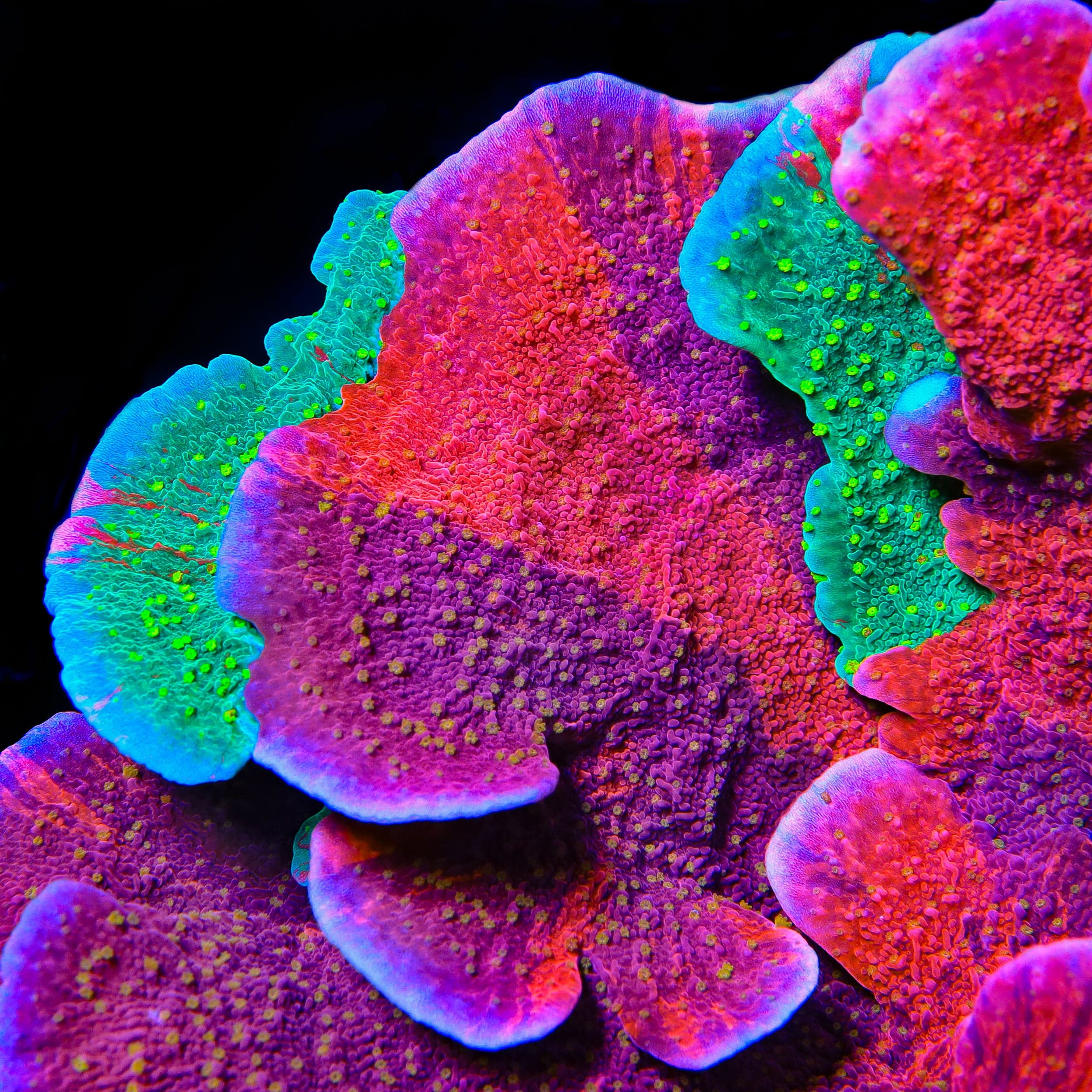 Grafted Corals – Top Shelf Aquatics