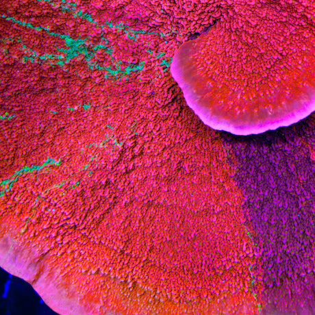TSA Fruit Roll Grafted Montipora Coral