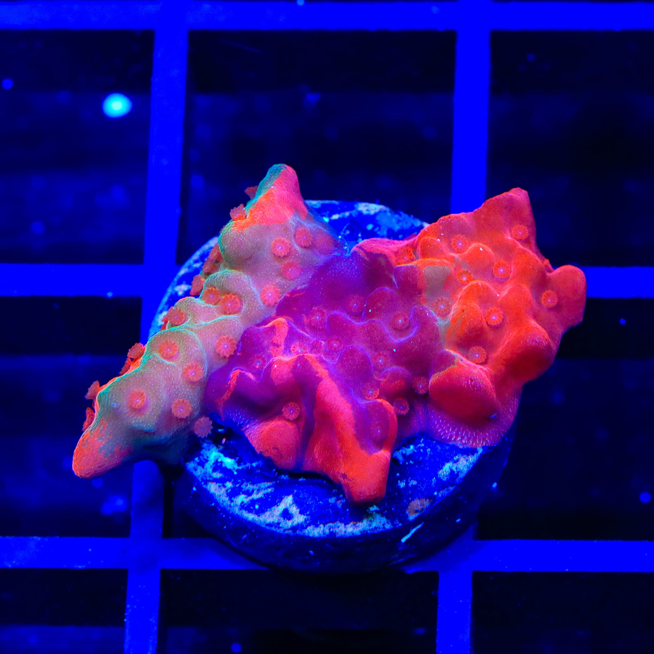 TSA Fruit Swirl Tricolor Grafted Montipora Setosa Coral