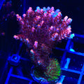 TSA Fruity Pebbles Acropora Colony Coral