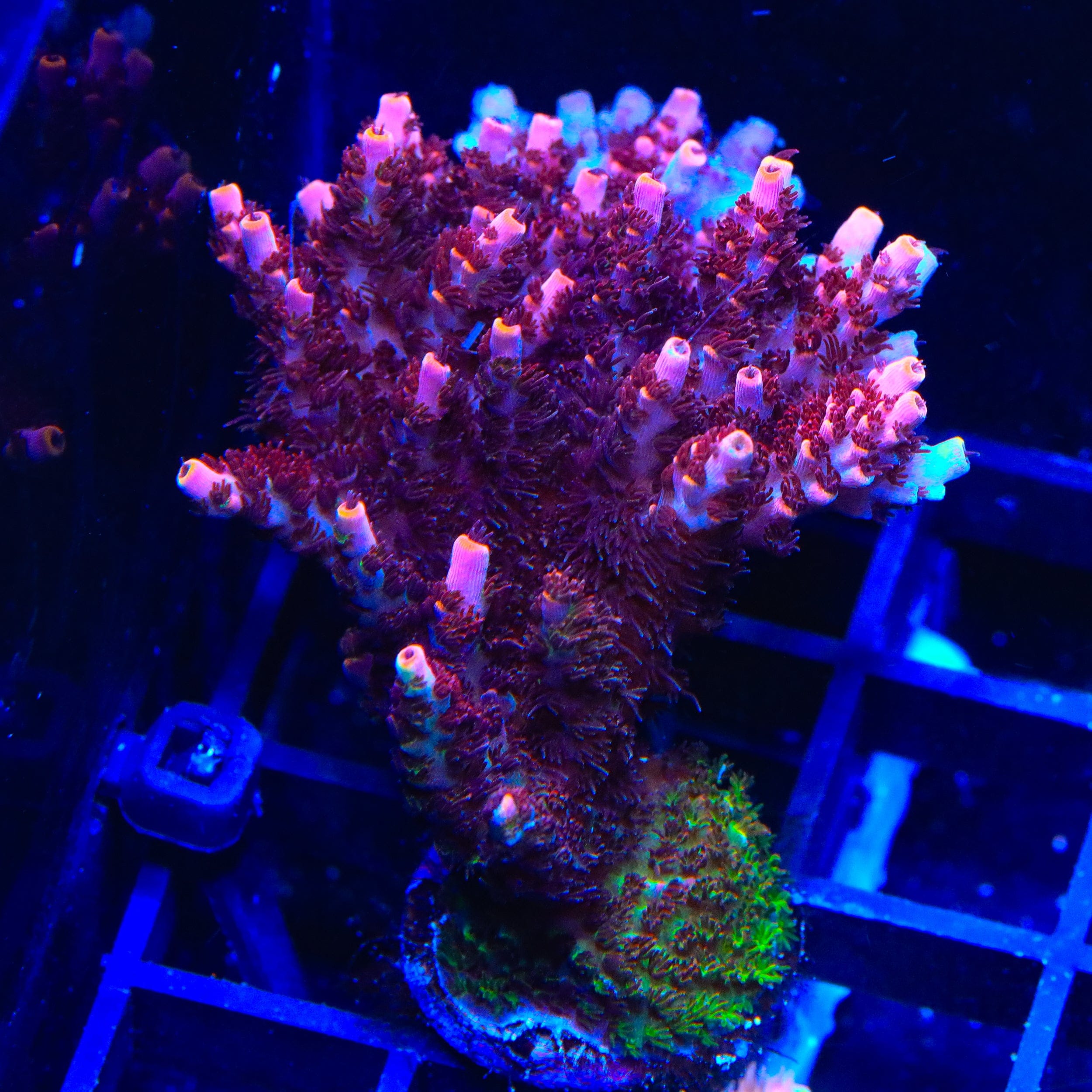 TSA Fruity Pebbles Acropora Colony Coral