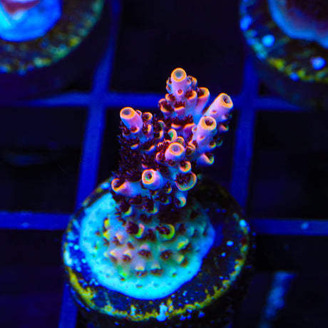 TSA Fruity Pebbles Acropora Coral