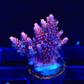 TSA Fruity Pebbles Acropora Coral