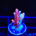 TSA Fruity Pebbles Acropora Coral