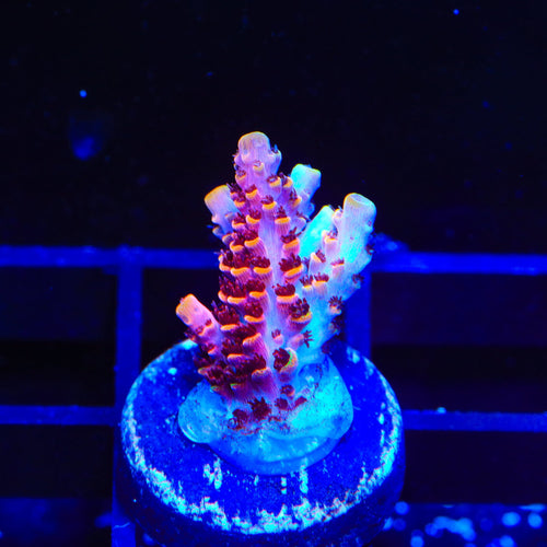 TSA Fruity Pebbles Acropora Coral