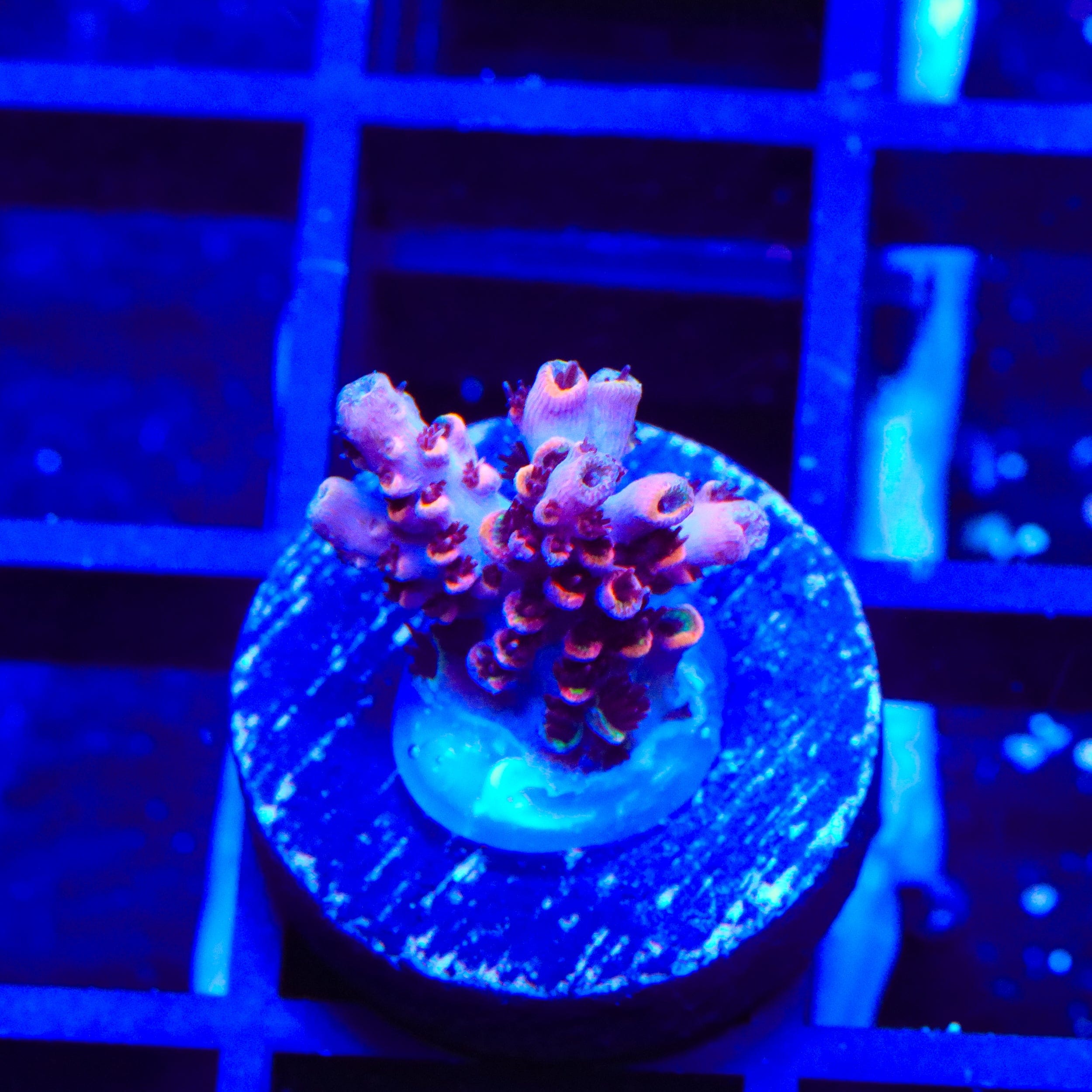 TSA Fruity Pebbles Acropora Coral