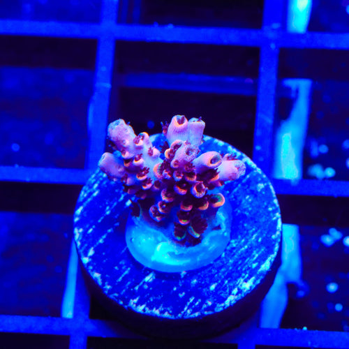 TSA Fruity Pebbles Acropora Coral