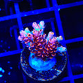 TSA Fruity Pebbles Acropora Coral