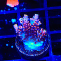 TSA Fruity Pebbles Acropora Coral
