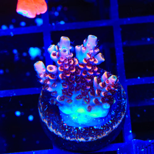 TSA Fruity Pebbles Acropora Coral
